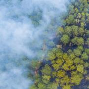 Wildfire smoke covers forest 