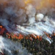 Trees burning during the 2013 Alder Fire in Yellowstone National Park