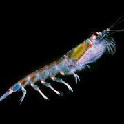 Antarctic krill Euphausia superba. (Credit: Uwe Kils / Wikipedia)
