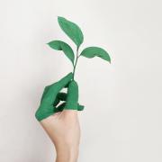 Green plant growing out of a person's hand