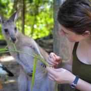 Student feeding a kangaroo in Cairns, Australia (Photo by Madison Sankovitz)