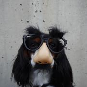 Dog with joke glasses