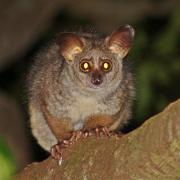Bushbaby in a tree at night