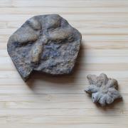 Two fossils lay out on a table