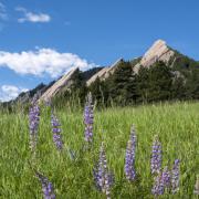 Flatirons from Chatauqua in the summer with flowers in the foreground