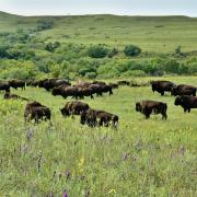 Bison grazing in Konza prairie, Kansas
