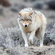 A wild gray wolf at Yellowstone National Park