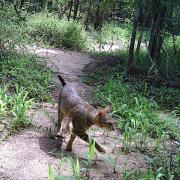 A cat walks down a forest trail.