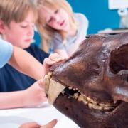 Young student touches an animal fossil
