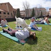 Students enjoy goat yoga on the lawn