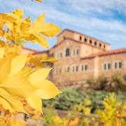 Yellow leaves on campus