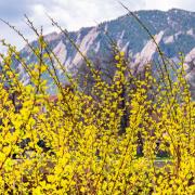 2021 Spring Scenic photos on the CU Boulder campus. 