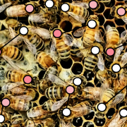 An illustration of bee behavior being modeled by a computer