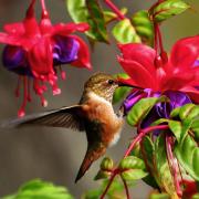 a hummingbird on a fuchsia flower