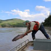 Chinook salmon released into Yukon River in Alaska, USA.