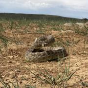 An adult prairie rattlesnake, one of the focal species in the study, raised up in defensive posture near a den site in Colorado.