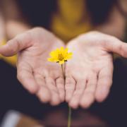 person holding yellow flower in hands