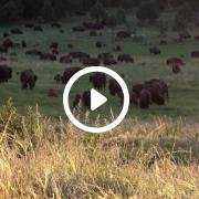 a herd of bison in a field with a video play button overlay
