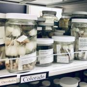 Jars of snail specimens sit on a shelf