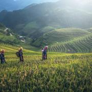 People on rice terraces