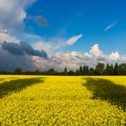 A field of yellow under a bright blue sky harkens the Ukranian flag. 