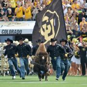 Ralphie running at the 2013 Rocky Mountain Showdown