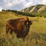 Ralphie stands in front of the Flatirons in a field at Chautauqua