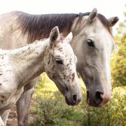 A gray-colored mare with her spotted foal