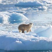 Polar bear on a glacier