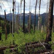 Forest in San Juan mountains