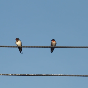 Swallows on a power line