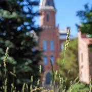 Summer grass in sunshine on June 21, 2022. Photo by Patrick Campbell/University of Colorado)