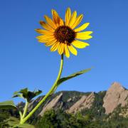 Sunflower in front of the Flatirons