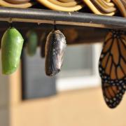 Cocoon to butterfly (Suzanne Williams/Unsplash)