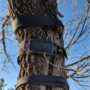 A tree "Fitbit" is strapped to a trunk.