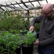 Watering cannabis plants
