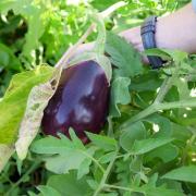 Professor Jill Litt examines an eggplant