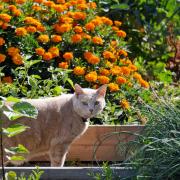 A cat prowls garden plots