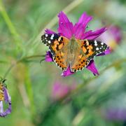 A butterfly lands on a flower at a community garden