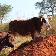 Hhohho region of Eswatini | Photo by Joelle Westcott