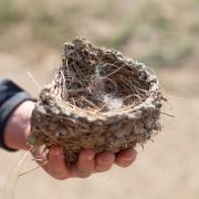 Swallow nest. 