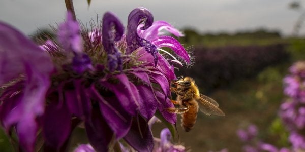A photo of a honeybee sitting on a purple flower