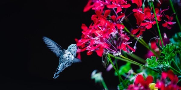 A photo of a hummingbird and red flowers