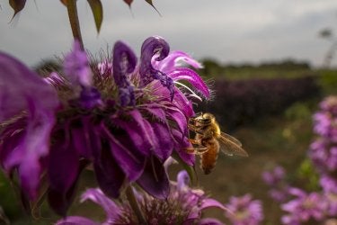 A photo of a honeybee sitting on a purple flower
