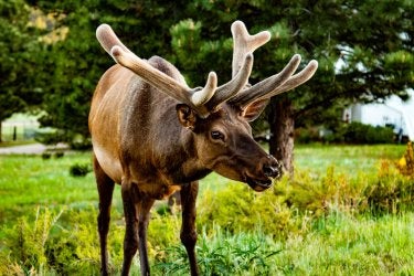 "The Elk" by Ryan Mobley