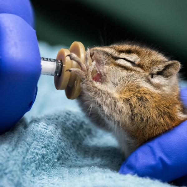squirrel being bottle fed by a person wearing gloves