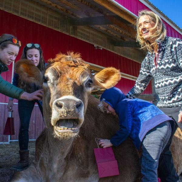 tito the cow, recieving a hug from a child while three other people scratch him
